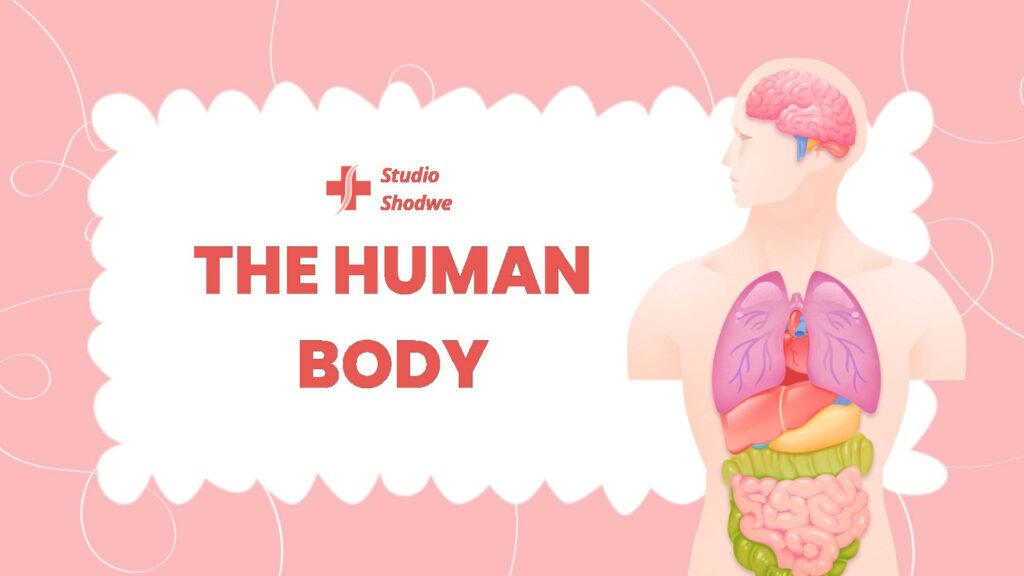 Free Human Body Presentation Template